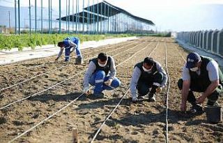 Taşköprü sarımsağı Aydın Büyükşehir Belediyesi’nin...