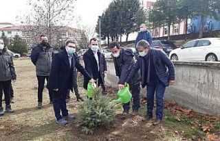 Taşova’ya 11 bin fidan