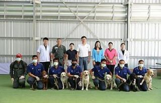 Taylandlı bilim insanları 6 köpeği Covid-19 testi...