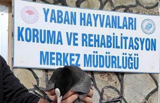 Tedavileri tamamlanan kuşlar doğaya bırakıldı
