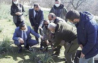 Tedavisi tamamlanan yavru karaca yeniden doğaya salındı