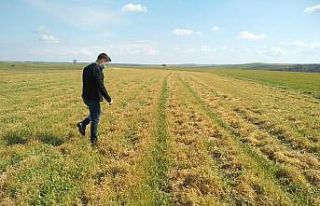 Tekirdağ’da buğdaydaki soğuk zararı araştırıldı:...