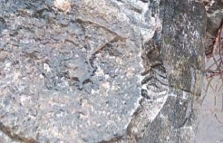 Tekirdağ’da tarihi eser kaçakçılığı: 100...