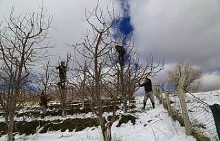 Toroslar’daki kiraz bahçeleri kar altında yeni...