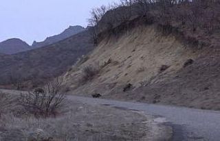 Tunceli’de sürü halinde yola inen domuz sürüsü...