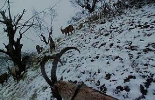 Tunceli’de yaban keçileri sürü halinde foto kapanla...