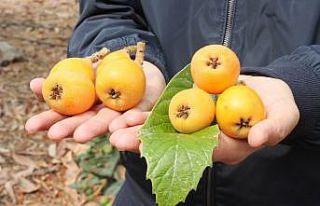 Turfanda yenidünya çıktı