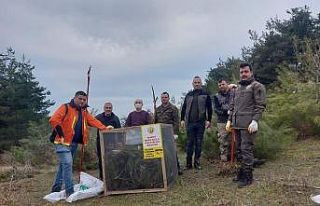 Türkeli’de çam kese böceği ile mücadele başladı