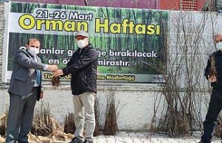 Türkeli’de vatandaşlara fidan dağıtımı yapıldı