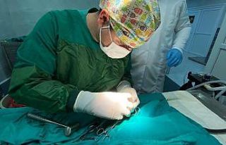 Türkeli’de yaralı halde bulunan kızıl şahin,...