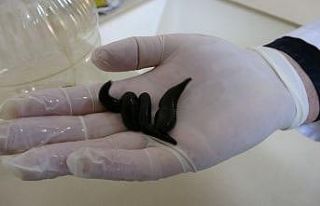 Türkiye tıbbi sülük ticaretinde dünyada yüzde...