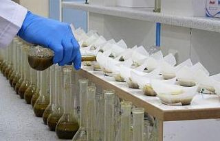 Türkiye’nin ilk milli hibrit tütünü verim ve...