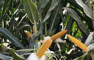 Türkiye’nin ilk yerli özel tohum firması MAY...