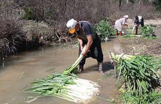 Türkiye’nin kışlık sebze üretim merkezlerinden...