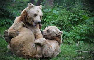 Türkiye’nin tek ayı barınağında Dünya Yaban...