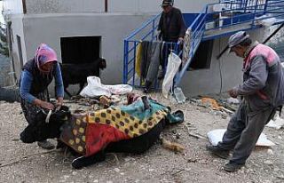 Uçuruma yuvarlanıp 2 gün sonra kurtarılan ineği...