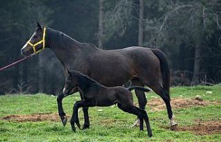 Üniversitede doğan tay için bir yıl önceden sıraya...
