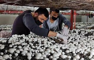 Üniversiteyi bitirip köyüne döndü: Ürettiği...