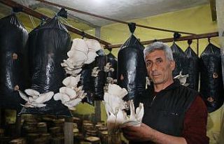 Ürettiği istiridye mantarında siparişlere yetişemeyince...