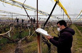 Üzüm bağlarında salkım güvesi ile mücadele...