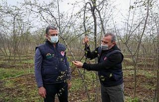 Vali Sonel: “Fındıkta verim ve kaliteyi artırmak...