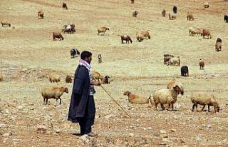Valilik’ten yayla ve mera kullanımı genelgesi
