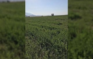 Van’da üreticilere 27 milyon yem bitkileri destekleme...