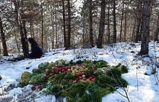 Yaban hayata yem bırakıldı