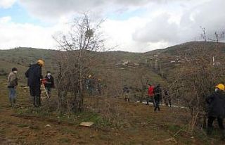 Yabani ahlat ağaçları, aşılanarak üretime değer...