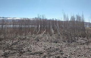 Yağmur ve şiddetli rüzgar sazlık alanda hasar...