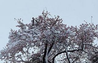 Yalancı bahara aldanıp çiçek açan ağaçlar kar...