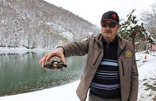 Yangında ayakları yanan kaplumbağa yeniden hayata...