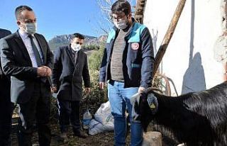 Yangında hayvanları telef olan besiciye ’İmece’...