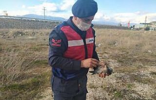 Yaralı güvercini jandarma kurtardı