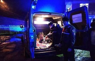 Yaralı karacayı jandarma devriyesi buldu