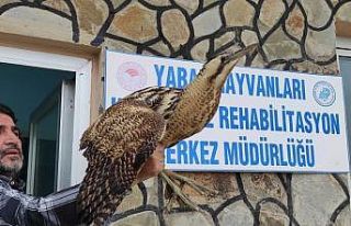 Yaralı kuşlar tedavi altına alındı