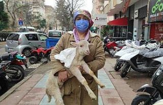 Yaralı kuzuyu kucağında bebek gibi böyle taşıdı