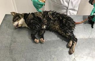 Yaralı sokak hayvanları tedavi edildi