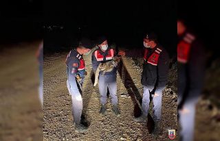 Yaralı tilki jandarma tarafından kurtarıldı