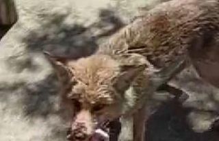 Yaralı tilkiyi tedavi etti, doyurdu, doğaya saldı