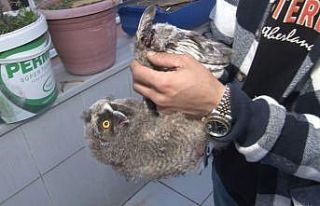 Yaralı yavru baykuşu kurtardı, etle besledi