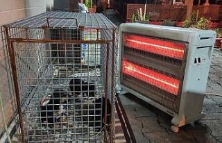 Yaralı yavru köpekler ölmekten kurtarıldı