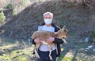 Yavru dağ keçisine belediye çalışanı sahip çıktı