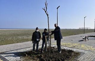 Yeniköy sahil yoluna ‘yeşil’ dokunuş