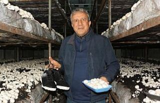 Yeşil sahalarda umduğunu bulamayınca dev mantar...