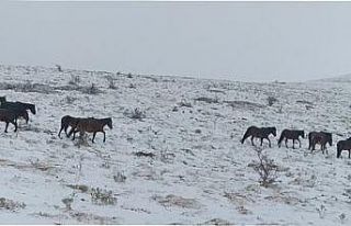 Yılkı atları cep telefonu ile görüntülendi
