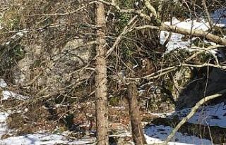 Yiyecek arayan bozayı cep telefonu ile görüntülendi