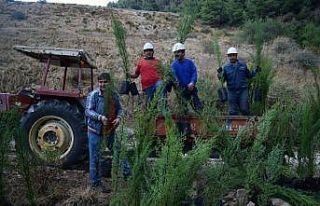 YK Enerji’den 3 yılda 1 milyon ağaç