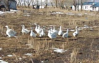 Yoksulluğa karşı Kaz Yetiştiriciliği projesi