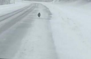Yol ortasında koşan tilkinin görüntüleri gülümsetti